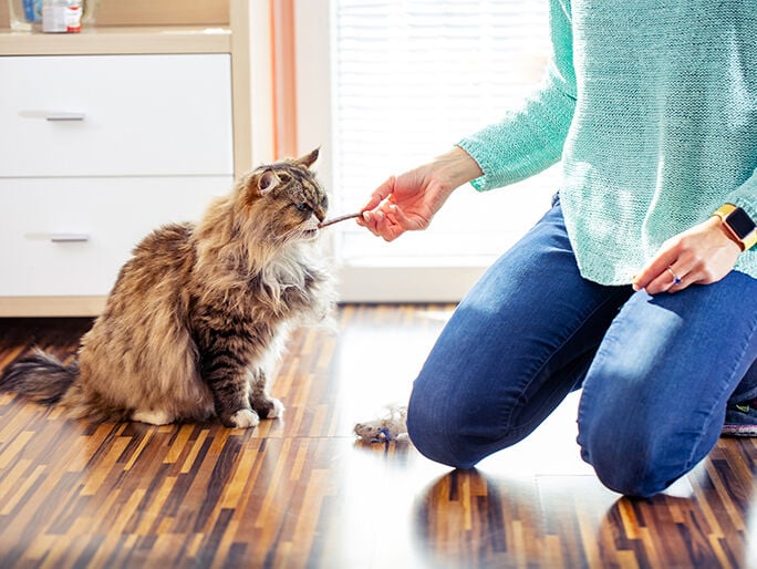 A fluffy cat being fed a treat from its owner