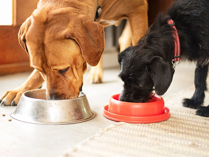 A black and brown dog eating beside one another