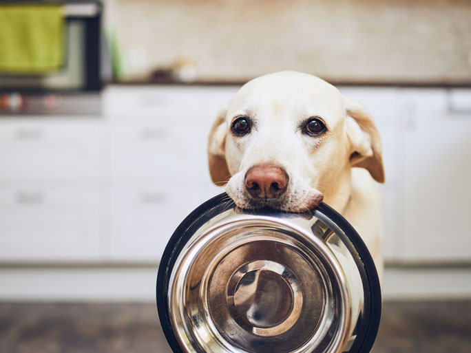 A yellow lab holding an empty bowl of food in its mouth
