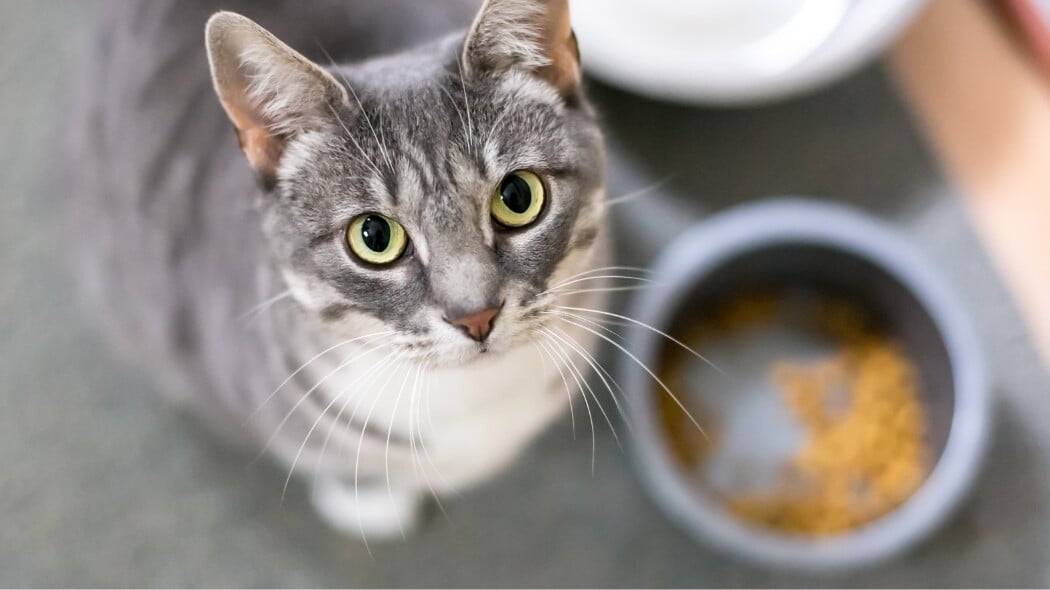 What your pets should never eat