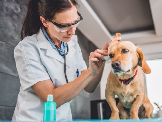 A vet examining a dog's ear