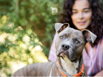 dog looking at the cam