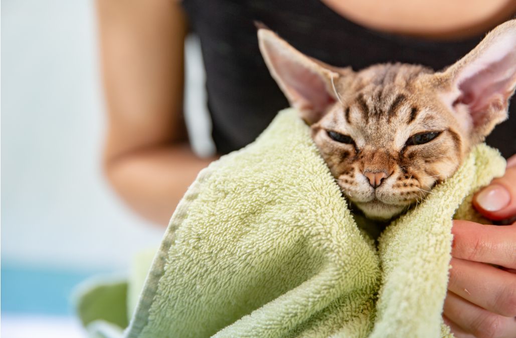 A sphynx cat wrapped up in a towel after a bath