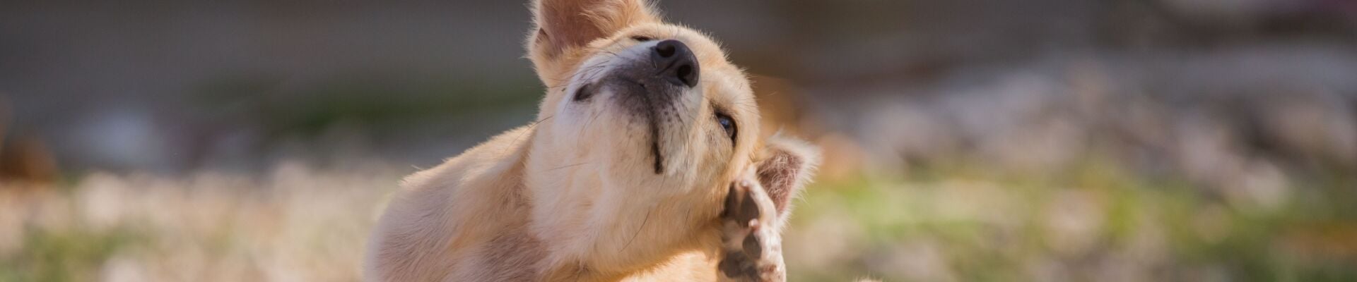 A golden retriever puppy scratching their ear