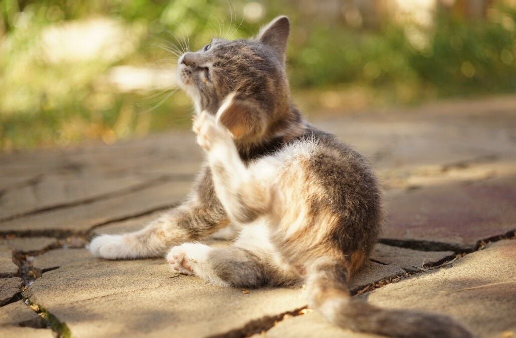 Ear infections in cats Banfield Pet Hospital®