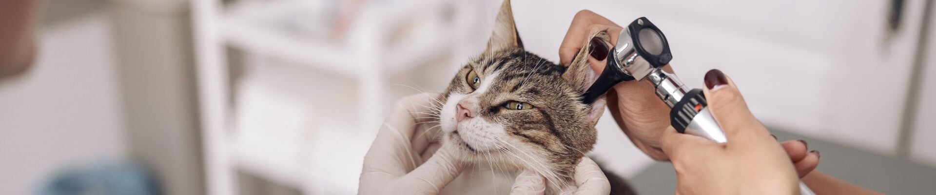 A vet examining a cat's ears