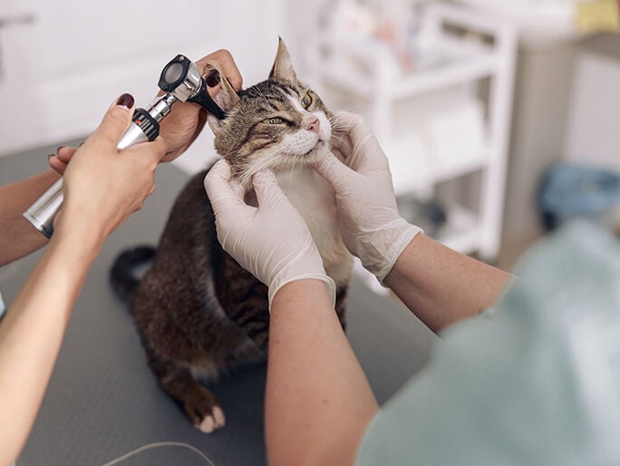 Two vets examining a cat's ear