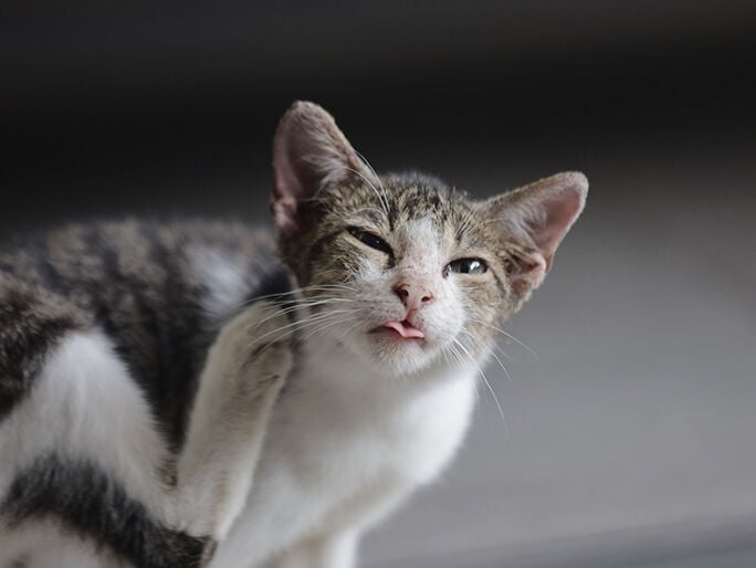A cat scratching its ear and making a face