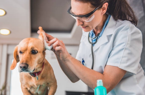 A vet examines a dog's floppy ears