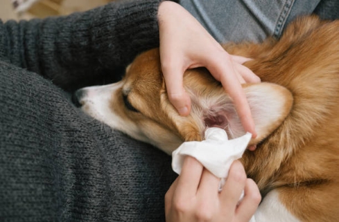 A person carefully cleaning their corgi's ear with a cloth