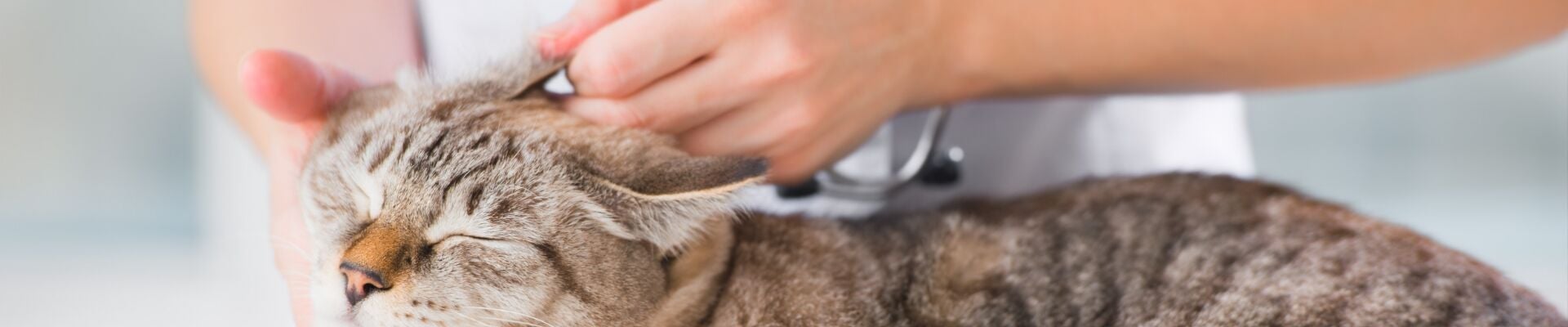 A vet examines a cat's ear