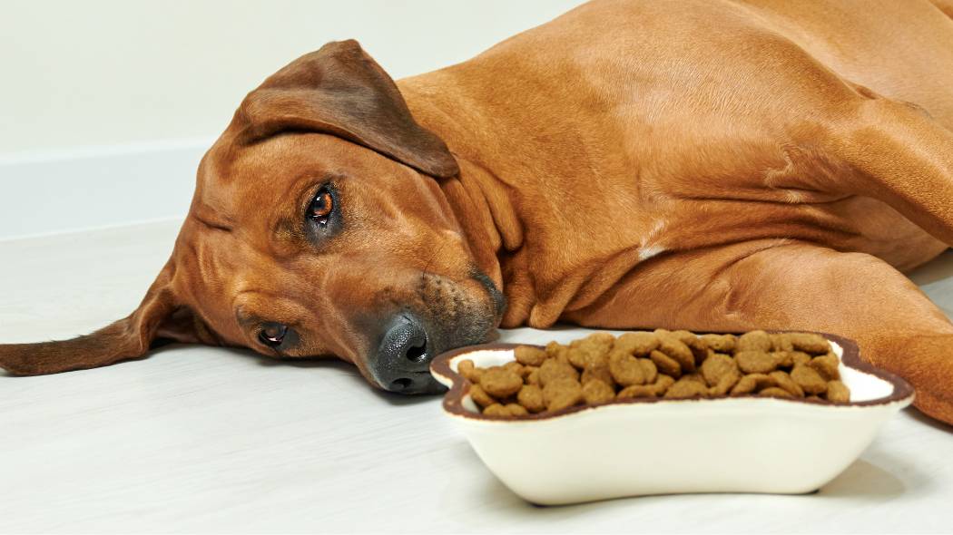 A large brown dog laying next to a bowl of dog food