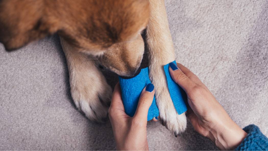 A dog getting its paw wrapped with blue gauze
