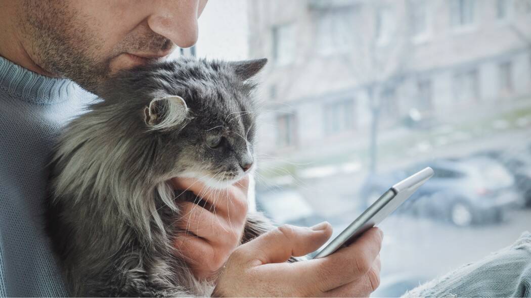 A man checking his phone with his fluffy grey cat in his lap