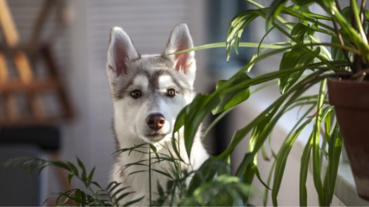 A puppy sitting behind a house plant