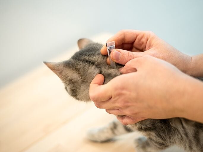 A person applying flea treatment to a cat's neck