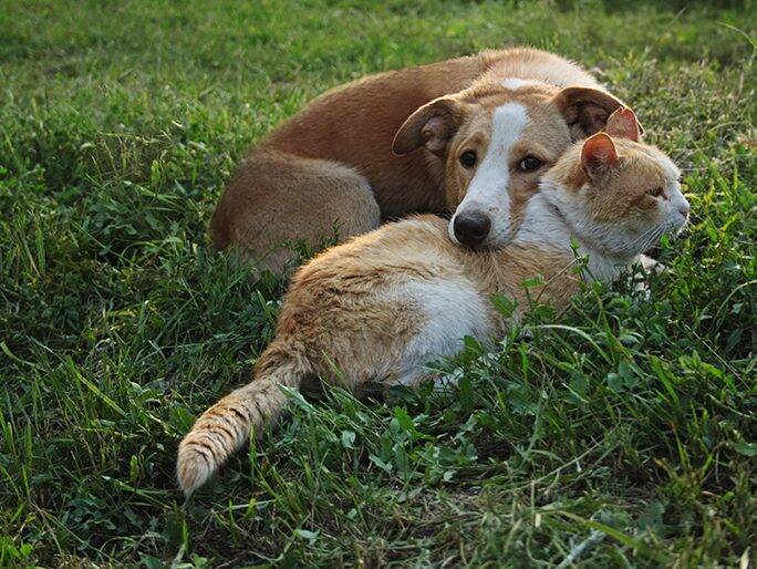 A cat and a dog snuggling in the grass
