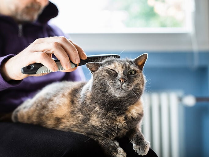 A cat being combed and checked for fleas