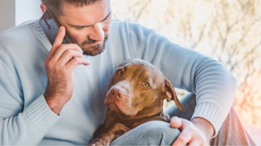 A dog with their owner on the phone