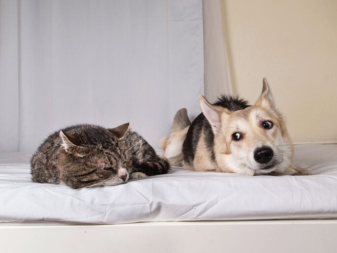 A cat and dog laying next to each other