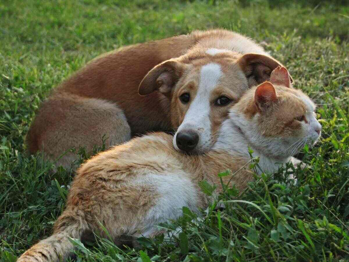 A dog and cat snuggling outside in grass