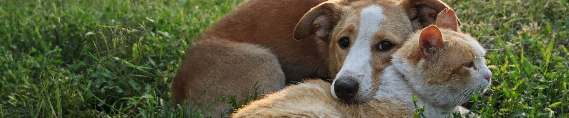A cat and a dog snuggling in the grass