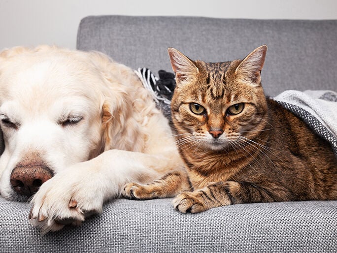 A big dog and cat sitting next to each other