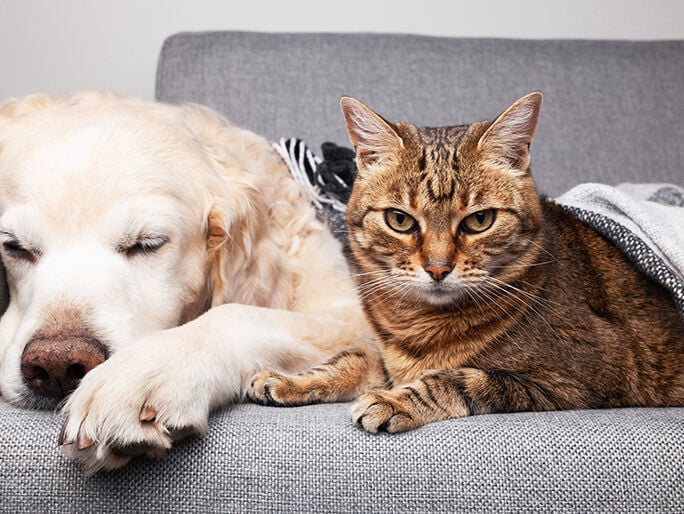 An old dog and a cat laying next to each other