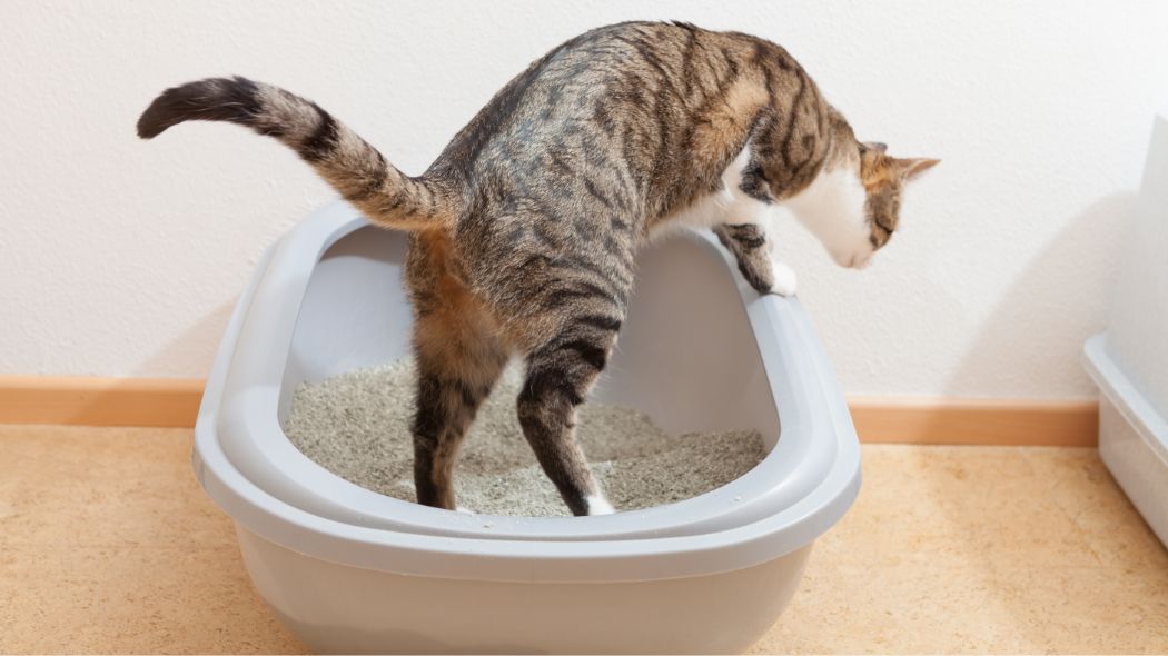 A tabby cat climbing out of a litter box