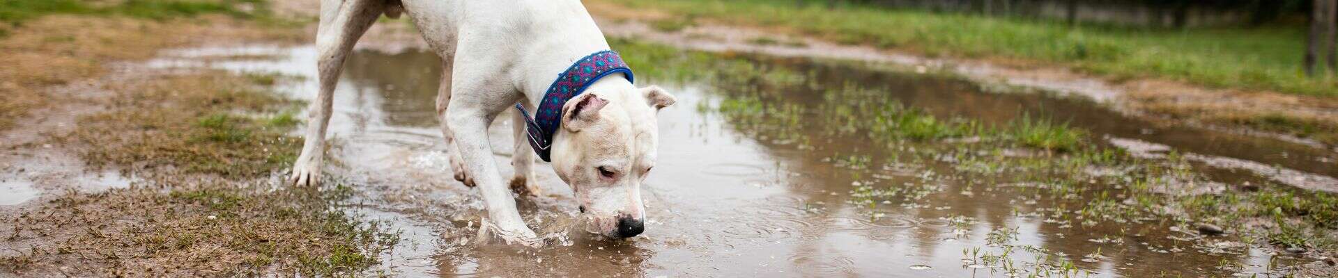 A white dog playing in the mud