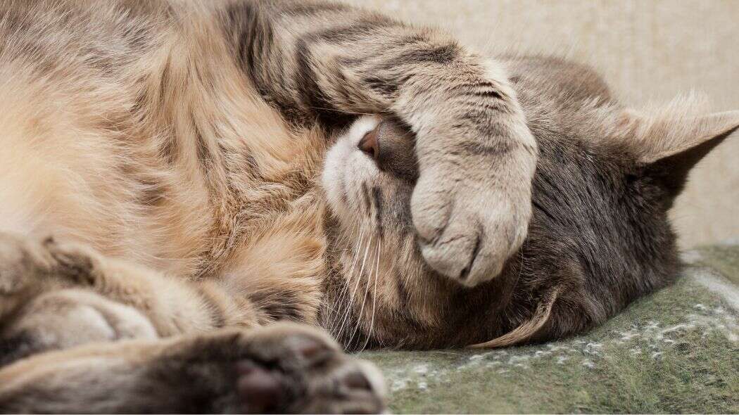 A snoozing cat with a paw over their face