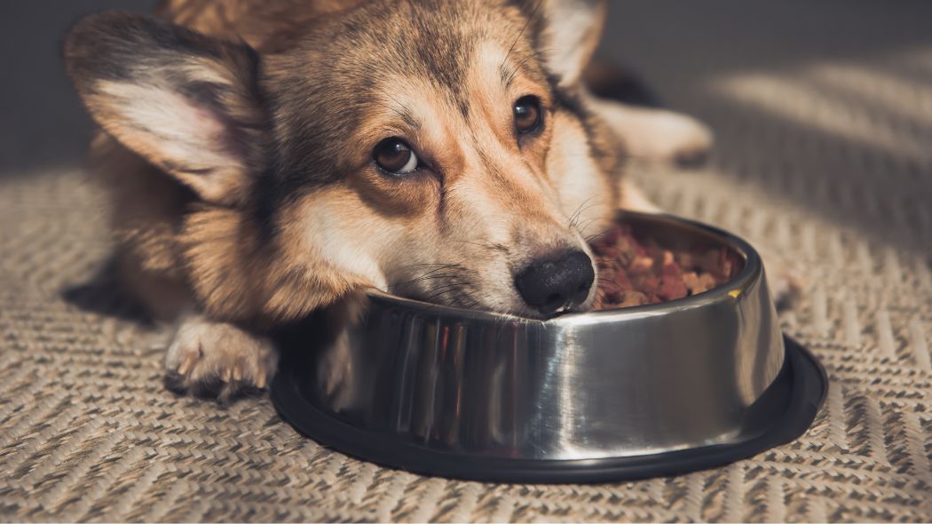 A dog with its face in a bowl of dog food
