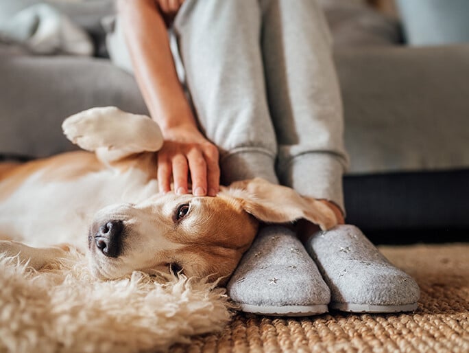 A dog laying at its owners feet
