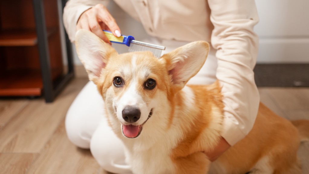 doctor brushing dog head