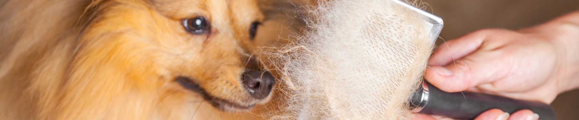 A fluffy dog next to a dog brush covered in dog hair