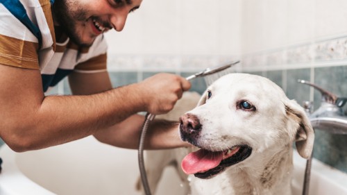 owner bathing his dog