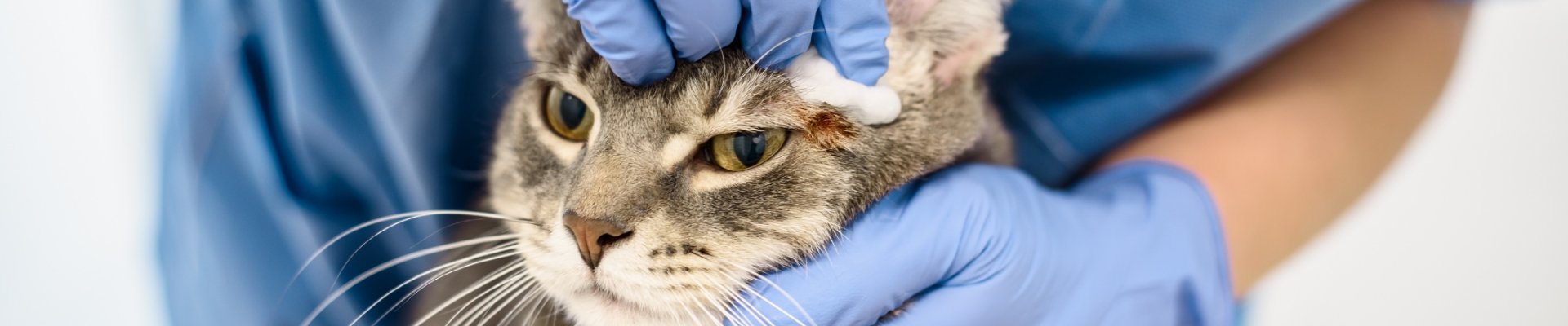 A vet cleaning a tabby cat's ears