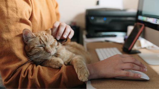 A cat snoozing in its owner's lap while they work on a computer