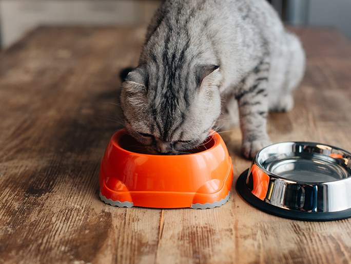 A gray kitten eating a meal