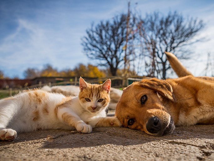 An orange and white cat laying next to a large brown dog in the sun