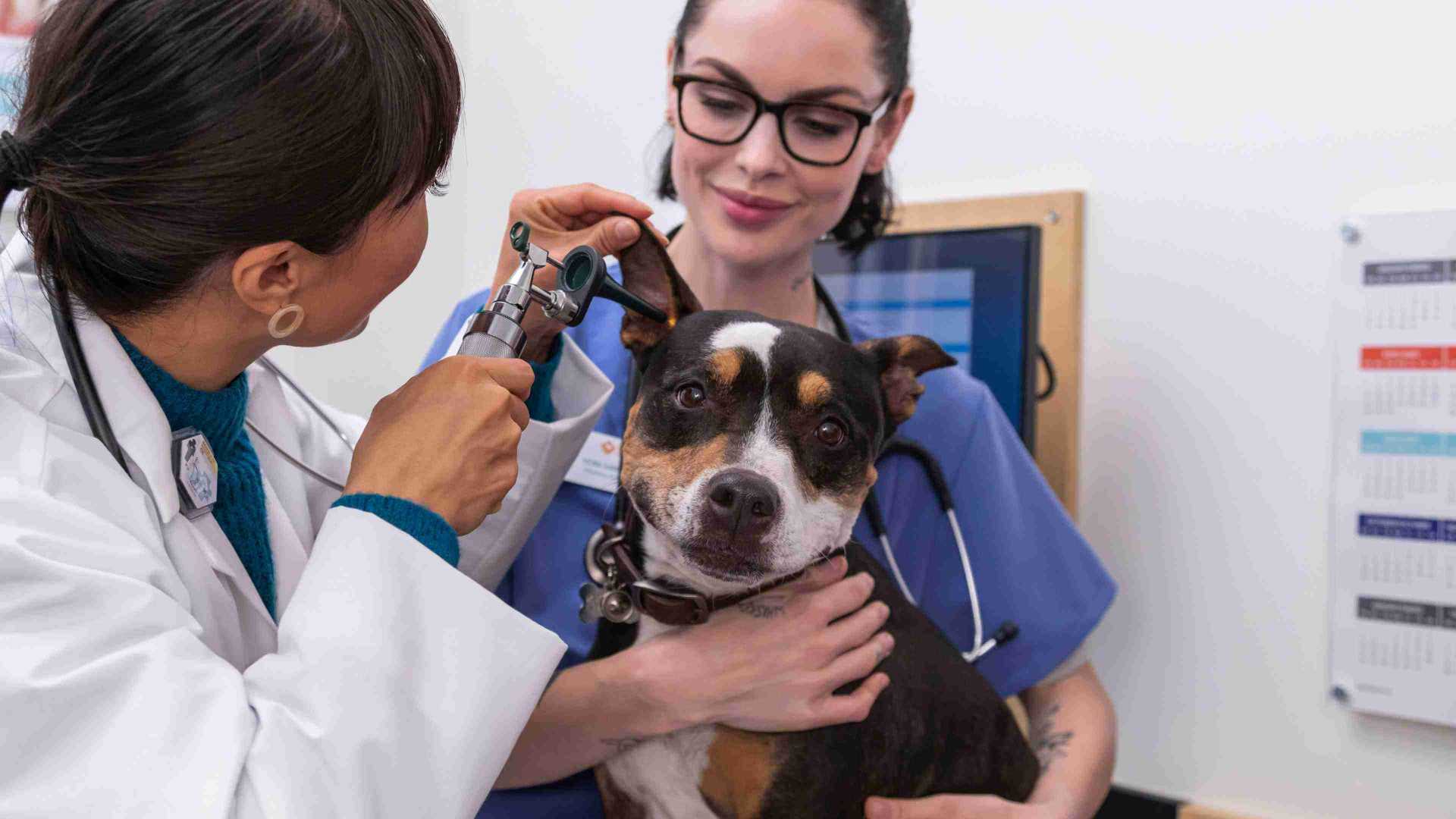 Two young female veterinarians examining a dog's ear at the Banfield Pet Hospital
