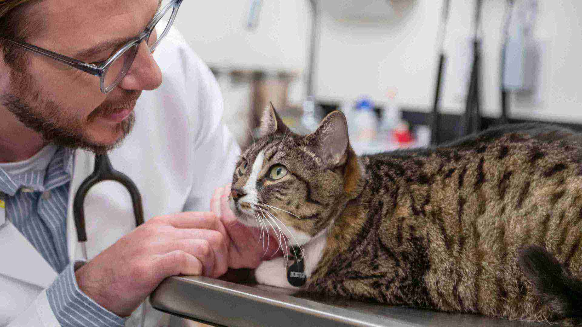 A male veterinarian examining a cat at the Banfield Pet Hospital