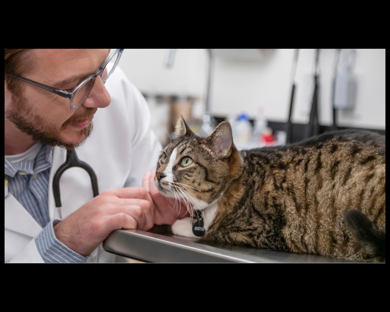 A male veterinarian examining a cat at the Banfield Pet Hospital
