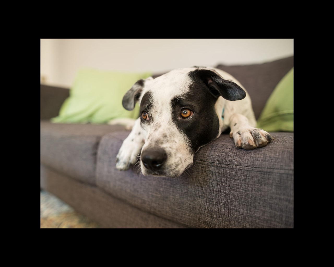 A sad dog laying down on a sofa
