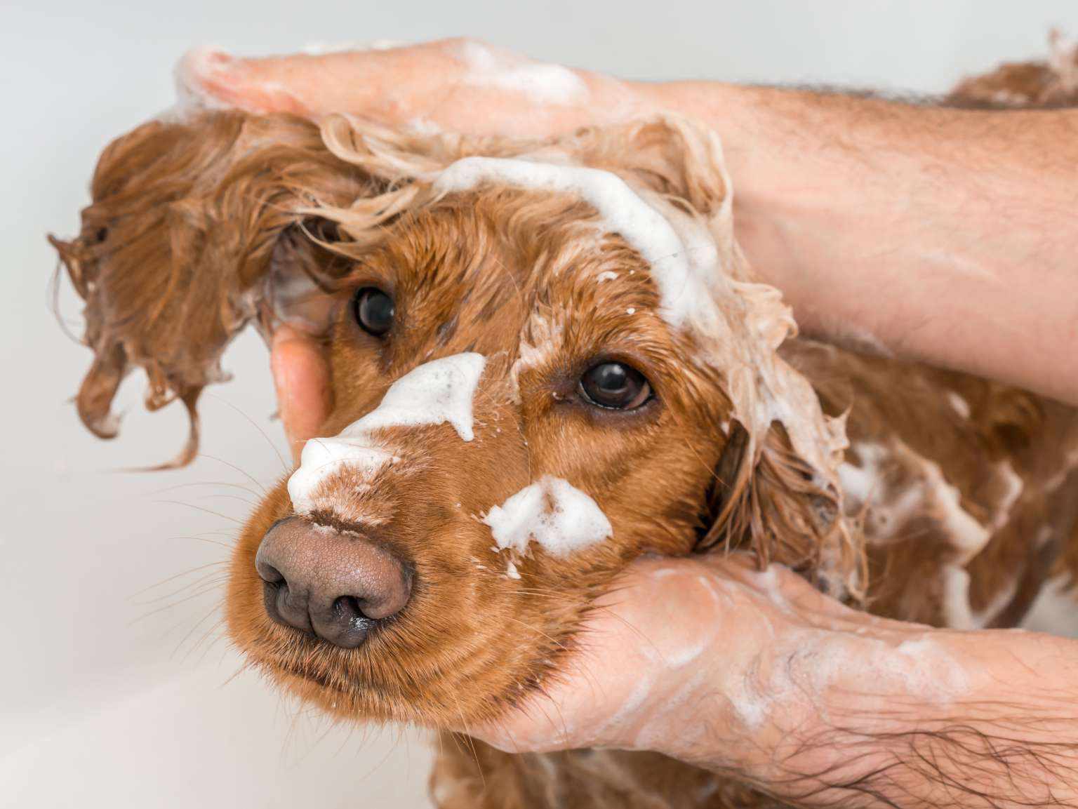 A close-up of a dog owner's hands giving his dog a bath