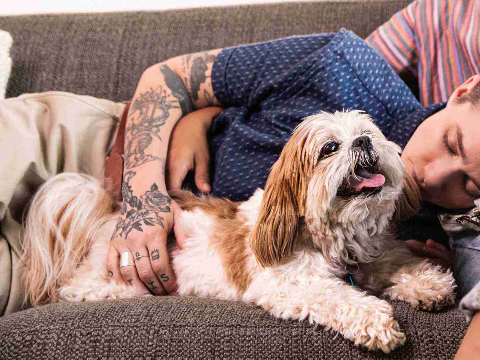 A happy little dog sitting on a sofa next his owner, who is sleeping on the sofa