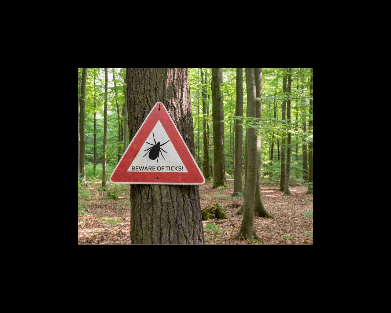 A 'Beware of Ticks' sign in the woods