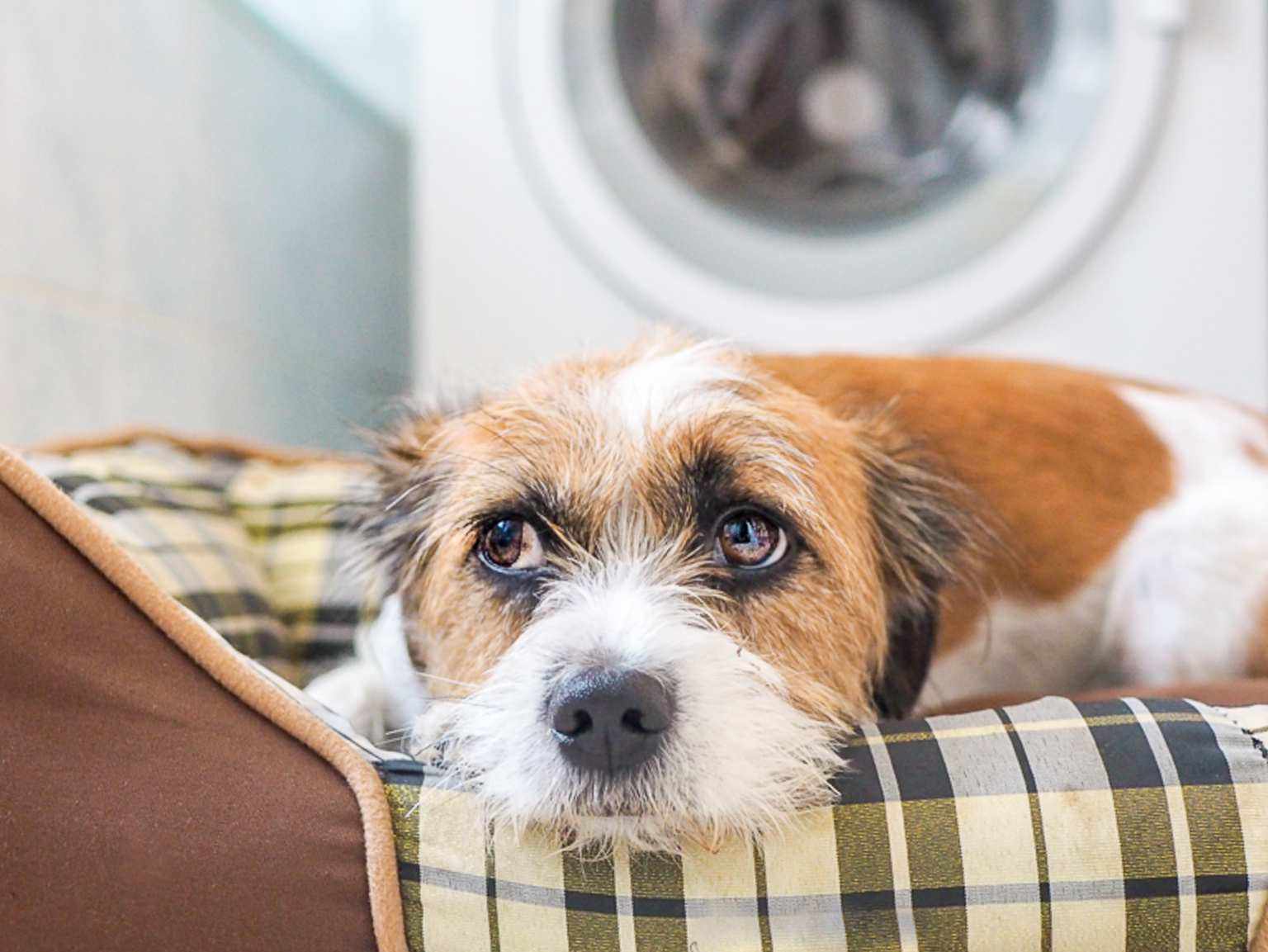 A dog laying down in his bed