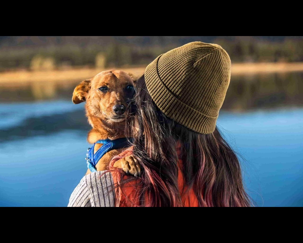 Owner holding dog on shoulder