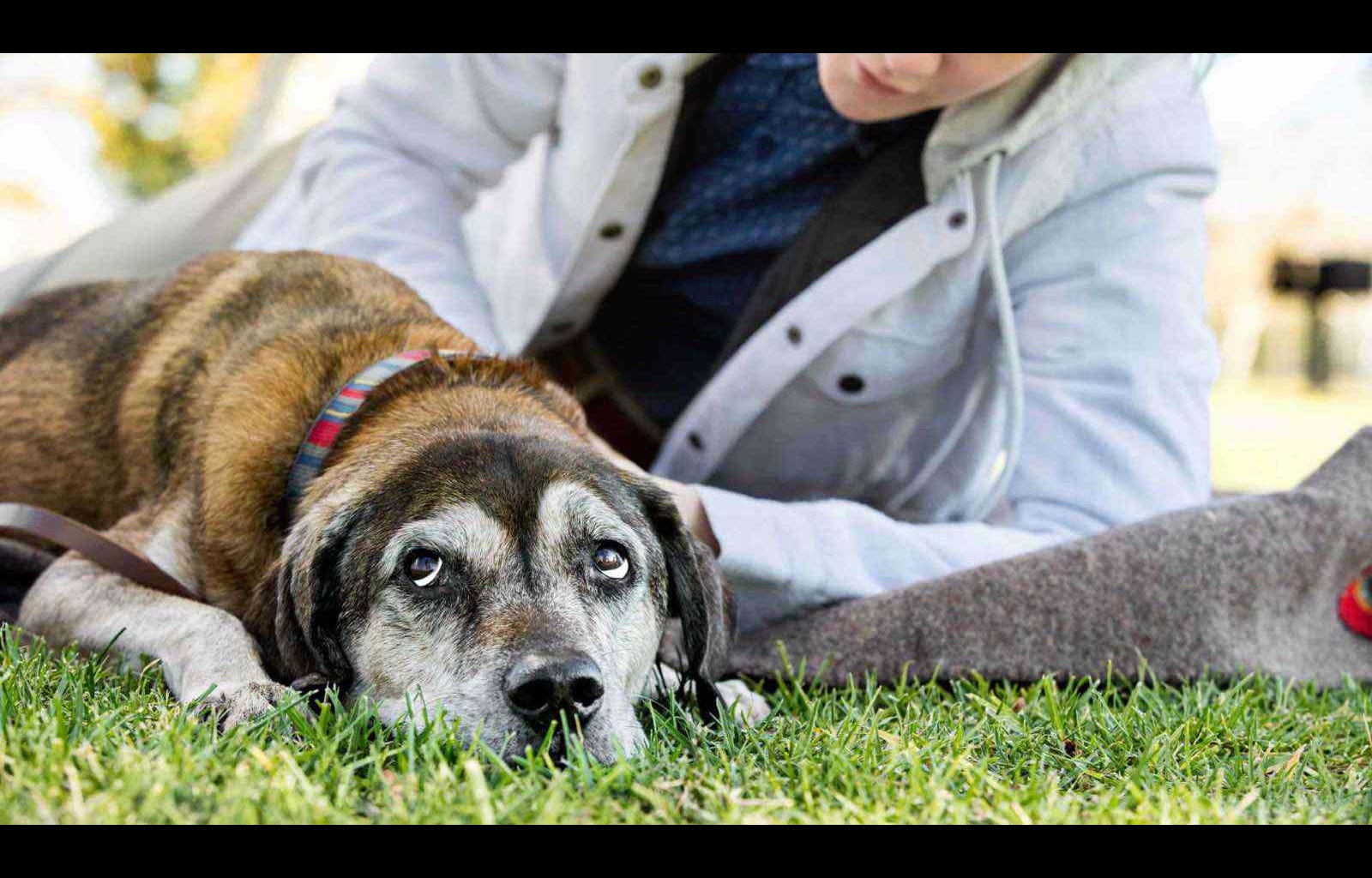 A senior dog laying down in a park